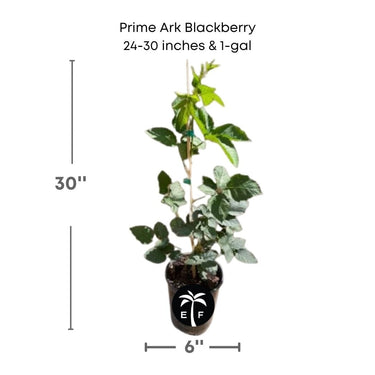 Prime-Ark® 45 Blackberry Plant